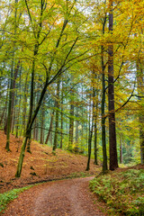 Hamburg, Germany. The Harburg Hills (German: Harburger Berge), a landscape of hilly forests, in autumn.