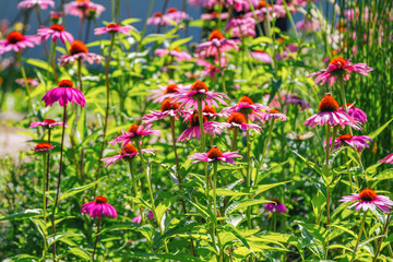 Blooming beautiful Echinacea Purpurea or coneflower in summer garden