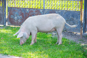 nimble pig eats weed behind the fence