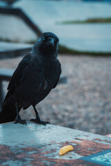 crow on the beach