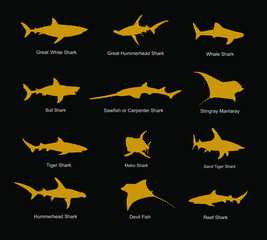 Collection of shark set vector silhouette illustration isolated. Great white, bull shark, devil ray, hammerhead, stingray, manta ray, reef shark, whale shark, saw fish. Predator fish in sea, ocean. - obrazy, fototapety, plakaty