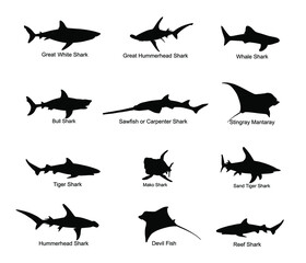 Collection of shark set vector silhouette illustration isolated. Great white, bull shark, devil ray, hammerhead, stingray, manta ray, reef shark, whale shark, saw fish. Predator fish in sea, ocean.