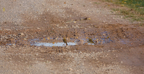 meadow pipits (Anthus pratensis) enjoy a bath in a stone track puddle on Salisbury Plain, Wiltshire UK