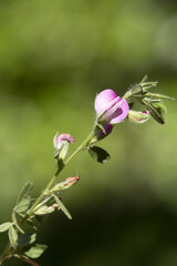 Macrophotographie de fleur sauvage - Bugrane épineuse (Ononis spinosa)
