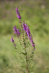 Macrophotographie de fleur sauvage - Salicaire commune (Lythrum salicaria)
