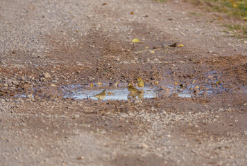 meadow pipits (Anthus pratensis) enjoy a bath in a stone track puddle on Salisbury Plain, Wiltshire UK