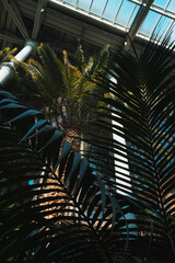 Fototapeta na wymiar Palm trees inside conservatory