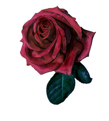 Roses. Flowers. Isolated. Stylization: watercolor.