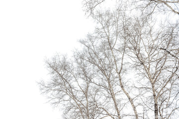 the snowy tree branches against white sky