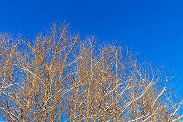 the snowy tree branches against blue sky