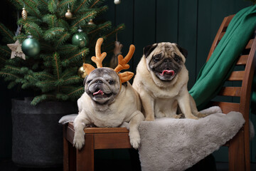 two dogs together christmas interior. New Year's mood with pet. pug in holiday at home