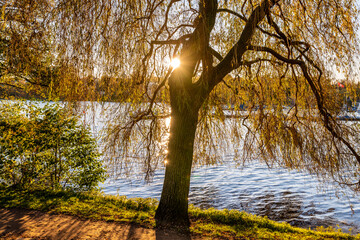 Hamburg, Germany. The Lake Alster with autumn leaves in a sunlit tree.