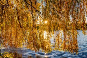 Hamburg, Germany. The Lake Alster with autumn leaves in a sunlit tree.