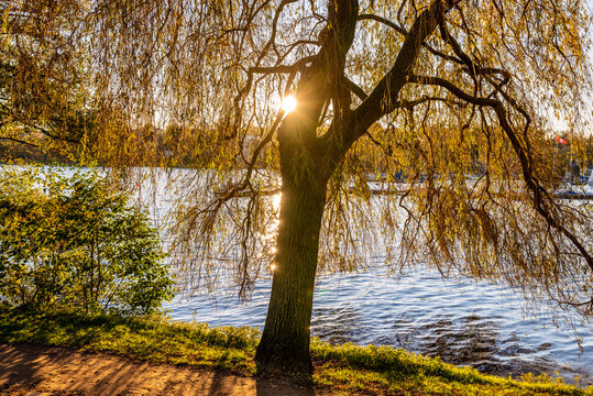 Hamburg, Germany. The Lake Alster with autumn leaves in a sunlit tree. © foto-select