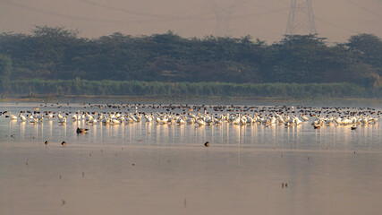A group of Spoonbills in wet land