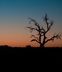 tree silhouette at sunset in the savannah