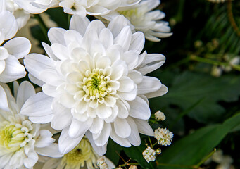 White inflorescences of ornamental plants used in wreaths and tombstones in the city of Białystok in Podlasie, Poland.