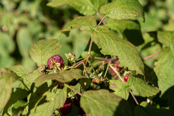 Red raspberries on a twig. Ripening red fruits. Healthy, fresh and natural food. Autumn in the garden.