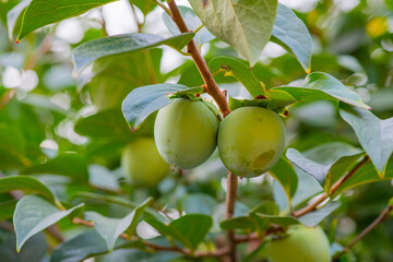 the fruits of still green persimmons hang on the tree in August