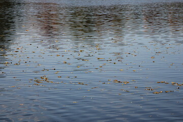 Yellow autumn leaves float on the surface of the water. Ripples and reflections in the water.