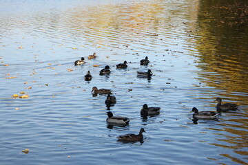 Ducks swim in the water among the yellow foliage in autumn