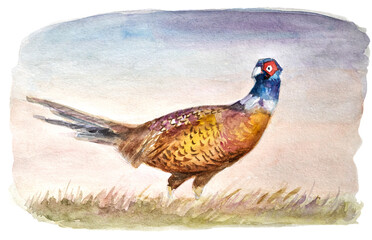 Watercolor illustration of a wild partridge bird