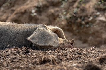 Pig lying on the farm