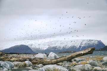 Old piece of wood lying on the rocky fjord coast in the cold north. Big group of seagulls flying in the background. Sea, mountains, snow. Norway.