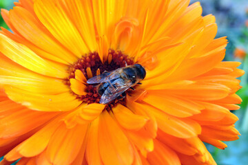 A close-up of a bee pollinating an orange pot marigold flower, blurred green leaves in the background
