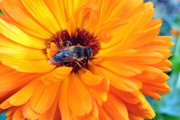 A close-up of a bee pollinating an orange pot marigold flower, blurred green leaves in the...
