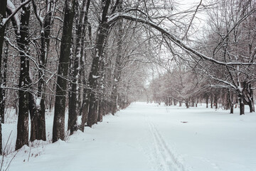 Fototapeta premium Pathway through a winter park. Snow covered trees in the grove.