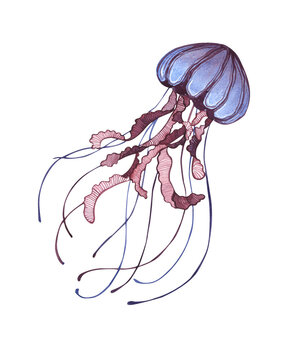 Illustration of a jellyfish in watercolor in blue