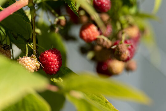 Red raspberries on a twig. Ripening red fruits. Healthy, fresh and natural food. Autumn in the garden.