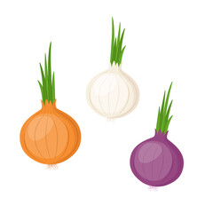 Yellow, white and red onion, vector illustration