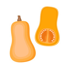 Butternut pumpkin, whole vegetable and half, vector illustration