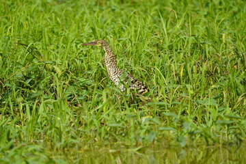 Juvenile, Rufescent Tiger Heron (Tigrisoma lineatum), also known as the Soco-Boi, is a species of heron in the Ardeidae family. Amazon rainforest, Brazil