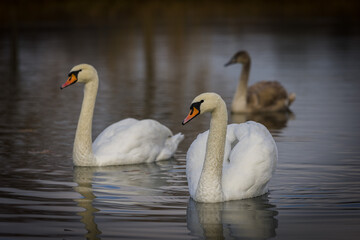 swans on the lake
