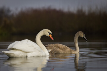 swans on the lake
