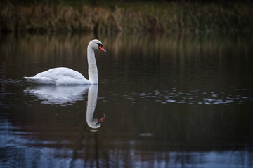 swans on the lake