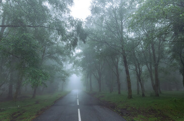 Obraz premium misty road