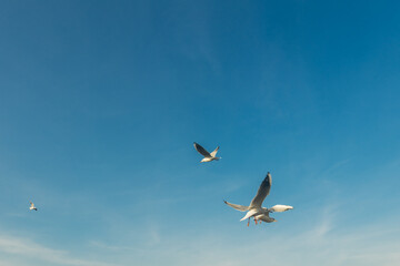Fototapeta na wymiar Seagulls flying high in the wind against the blue sky and white clouds, a flock of white birds.