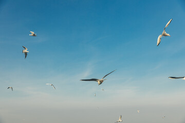 Seagulls flying high in the wind against the blue sky and white clouds, a flock of white birds.