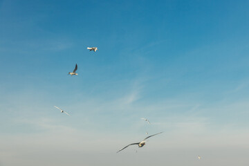 Seagulls flying high in the wind against the blue sky and white clouds, a flock of white birds.