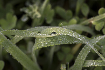 Gocce di rugiada su fili di erba e trifogli