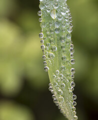 Gocce di rugiada su fili di erba e trifogli
