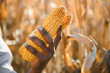 hands of an African farmer holding corn © Serhii