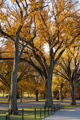 Autumn colors in oak trees in a park in Washington DC, USA. No visible people