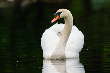 Mute Swan