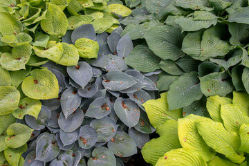 various hostas