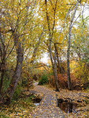 Obraz premium Footpath leads through a forest full of fall colors